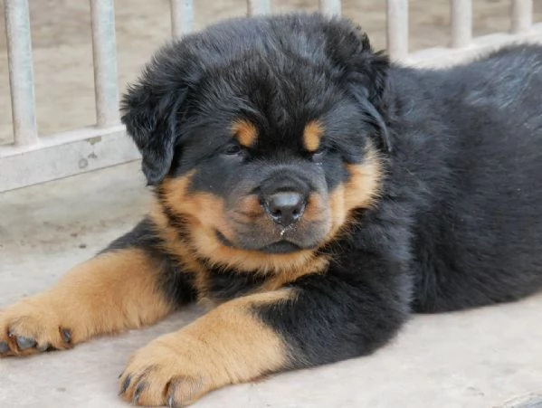 meravigliosi rottweiler per adozione | Foto 2