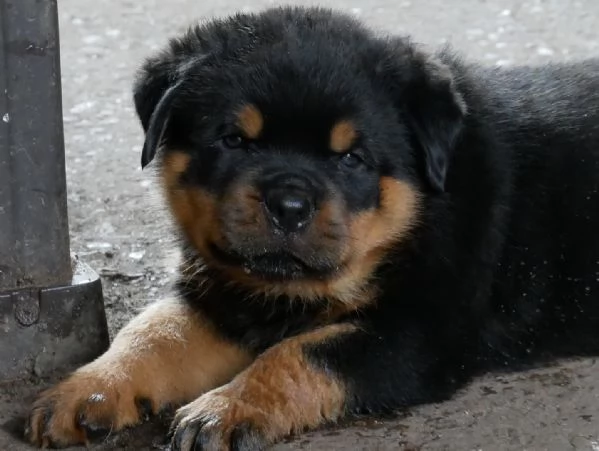 meravigliosi rottweiler per adozione | Foto 1