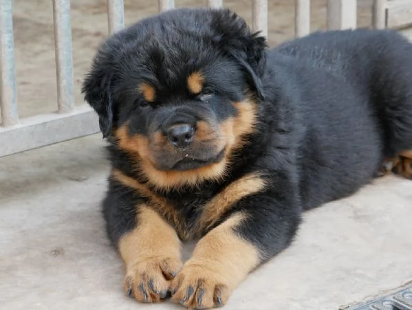meravigliosi rottweiler per adozione | Foto 0