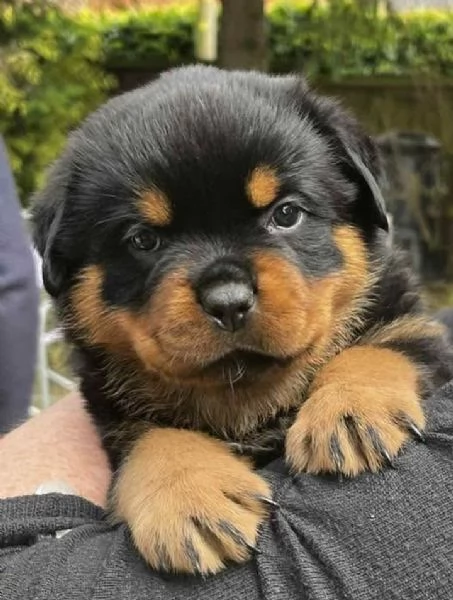 meravigliosi rottweiler per adozione | Foto 3