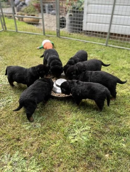meravigliosi rottweiler per adozione | Foto 2