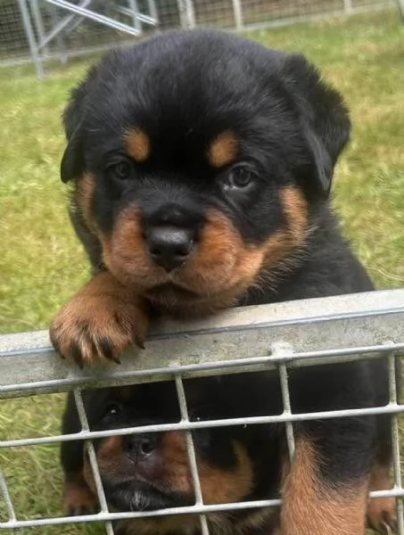 meravigliosi rottweiler per adozione