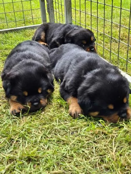 meravigliosi rottweiler per adozione | Foto 1