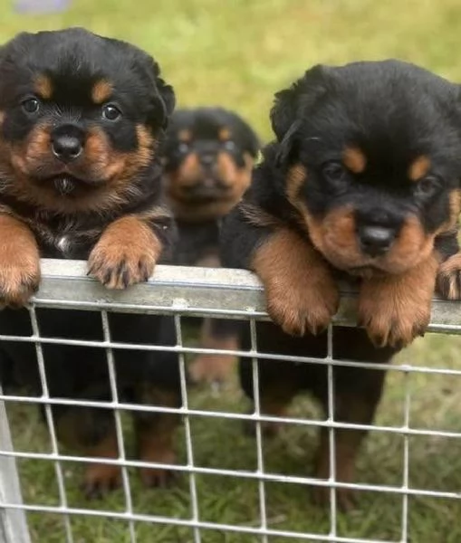 meravigliosi rottweiler per adozione | Foto 0