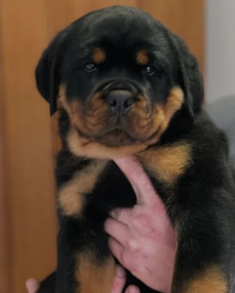 meravigliosi rottweiler per adozione | Foto 1