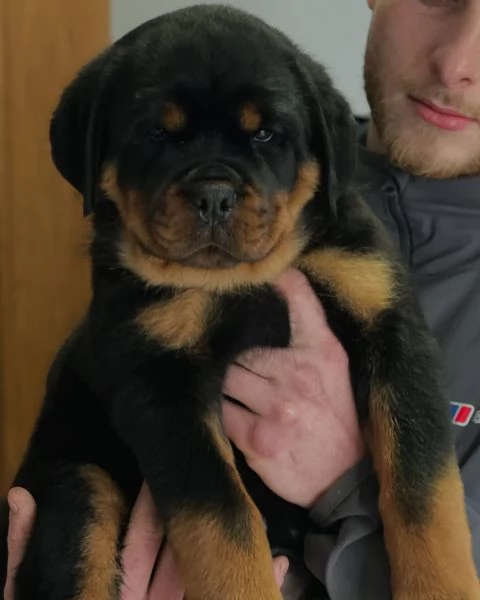 meravigliosi rottweiler per adozione | Foto 0