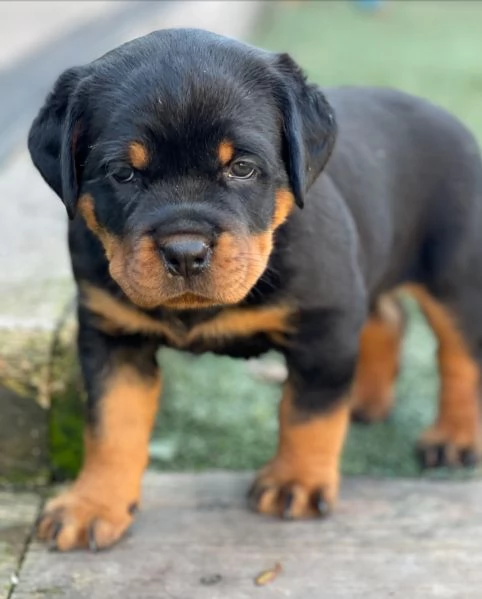 meravigliosi rottweiler per adozione | Foto 3