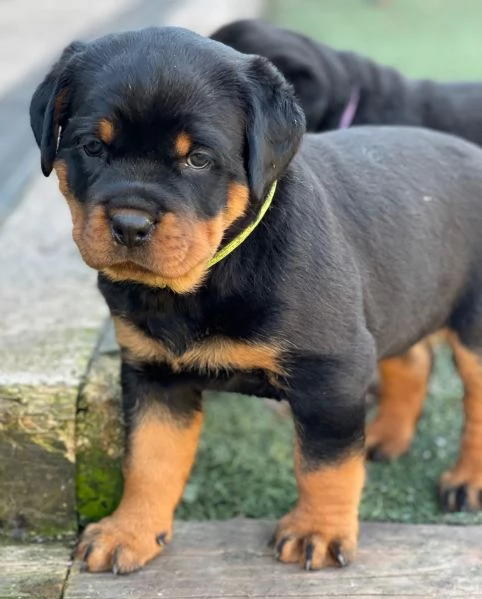 meravigliosi rottweiler per adozione