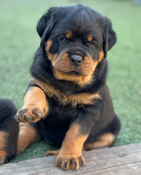 meravigliosi rottweiler per adozione | Foto 1