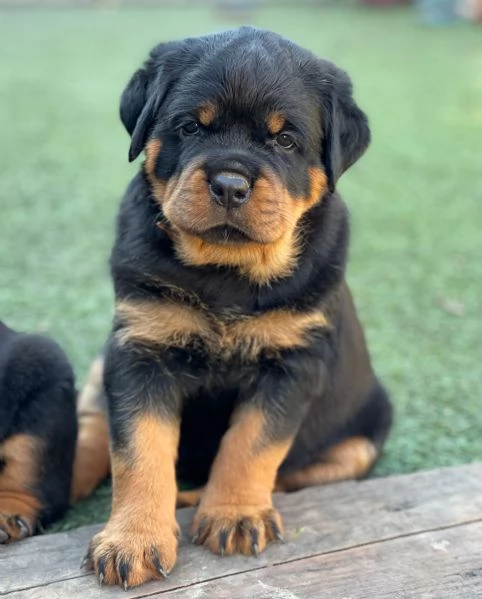 meravigliosi rottweiler per adozione | Foto 0