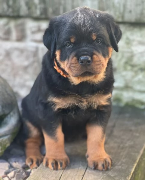 meravigliosi rottweiler per adozione