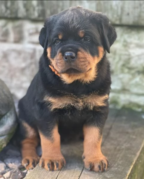 meravigliosi rottweiler per adozione | Foto 2
