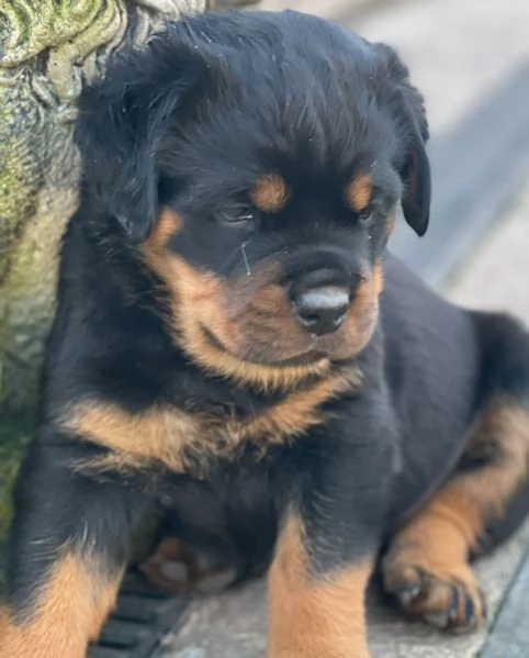 meravigliosi rottweiler per adozione | Foto 1