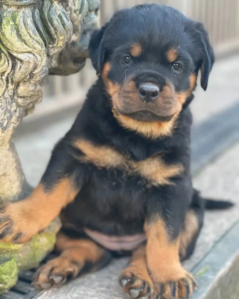 meravigliosi rottweiler per adozione | Foto 0