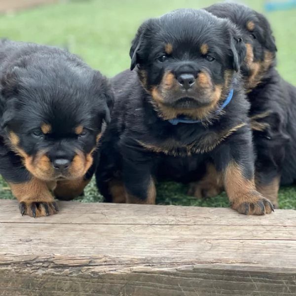 meravigliosi rottweiler per adozione | Foto 3