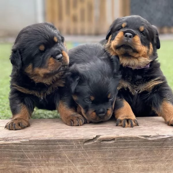 meravigliosi rottweiler per adozione | Foto 2