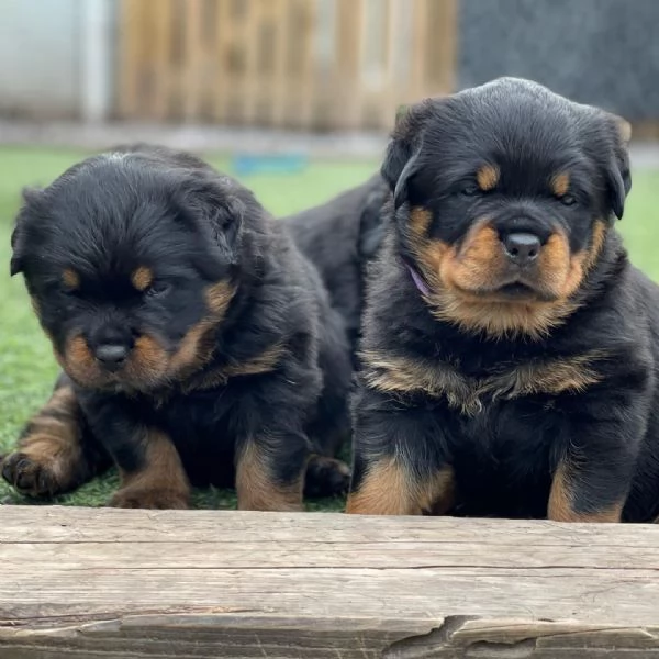 meravigliosi rottweiler per adozione | Foto 1