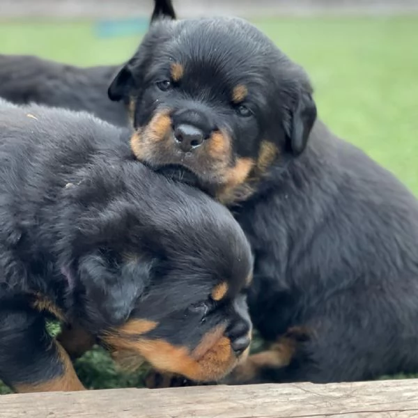 meravigliosi rottweiler per adozione