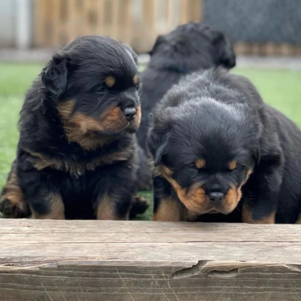meravigliosi rottweiler per adozione | Foto 0