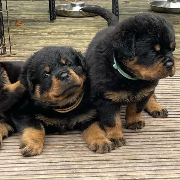 meravigliosi rottweiler per adozione | Foto 2