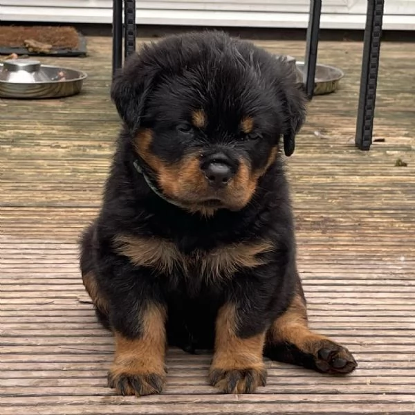 meravigliosi rottweiler per adozione | Foto 1