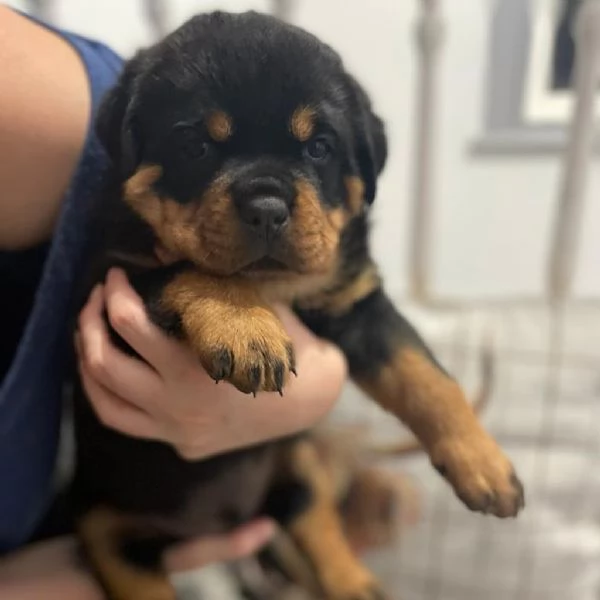 meravigliosi rottweiler per adozione