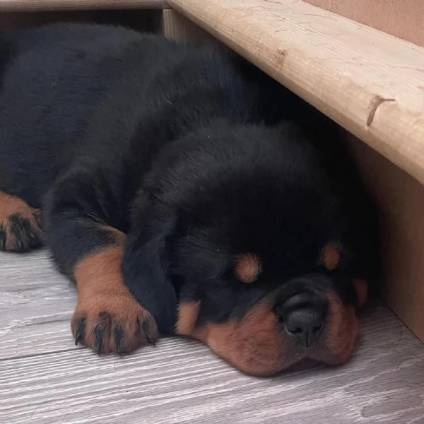 meravigliosi rottweiler per adozione | Foto 0