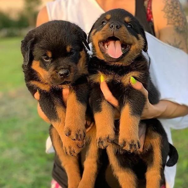 meravigliosi rottweiler per adozione | Foto 0