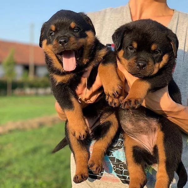 meravigliosi rottweiler per adozione
