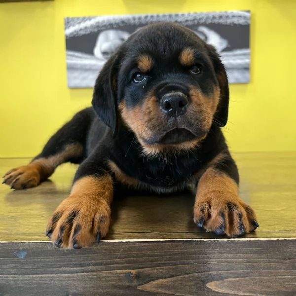 meravigliosi rottweiler per adozione