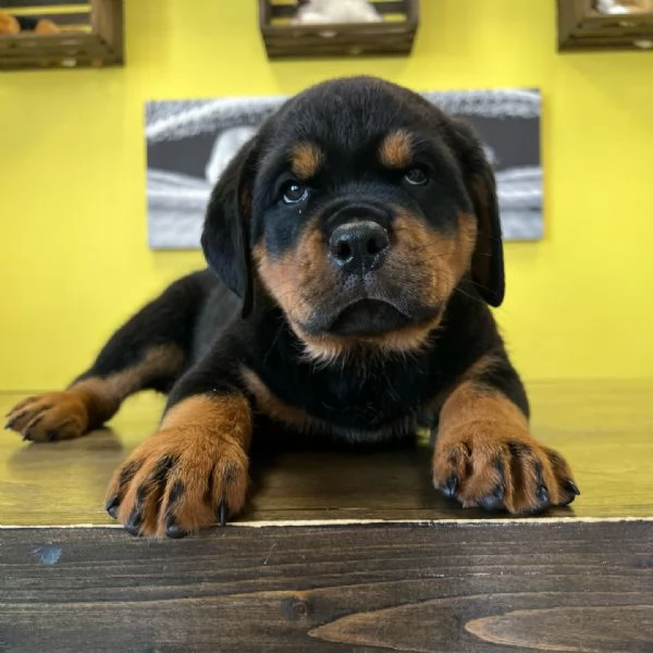 meravigliosi rottweiler per adozione | Foto 0