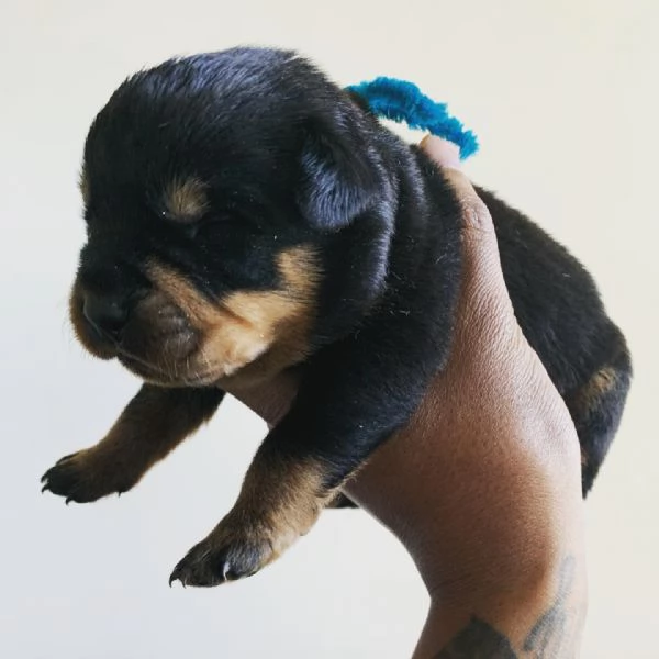 meravigliosi rottweiler per adozione | Foto 3