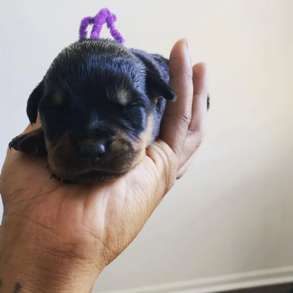 meravigliosi rottweiler per adozione | Foto 2