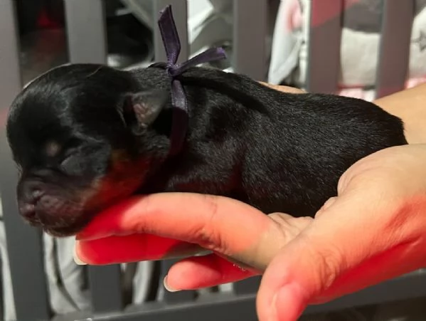 meravigliosi rottweiler per adozione