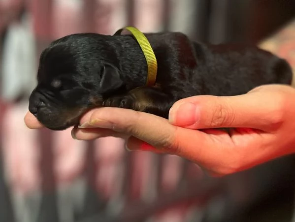 meravigliosi rottweiler per adozione | Foto 5