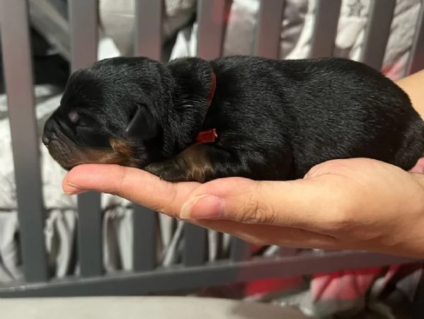 meravigliosi rottweiler per adozione | Foto 4