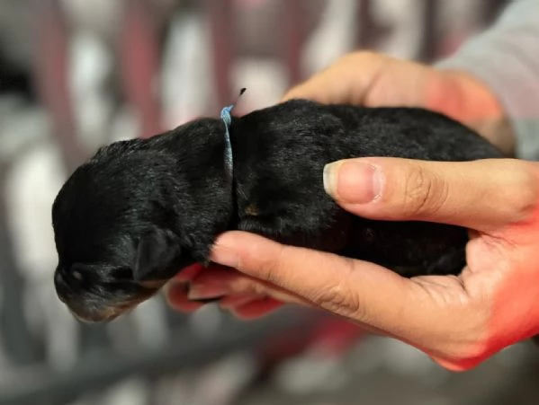 meravigliosi rottweiler per adozione | Foto 3