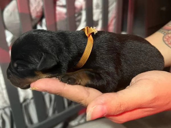 meravigliosi rottweiler per adozione | Foto 2
