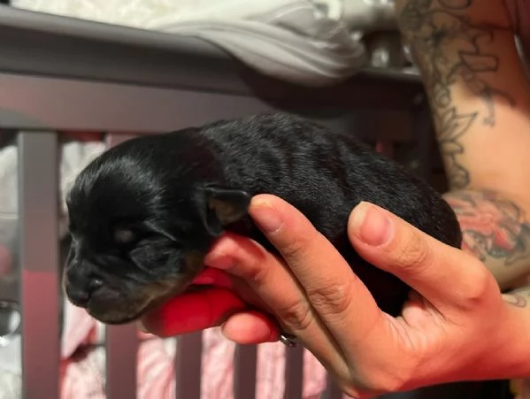 meravigliosi rottweiler per adozione | Foto 1