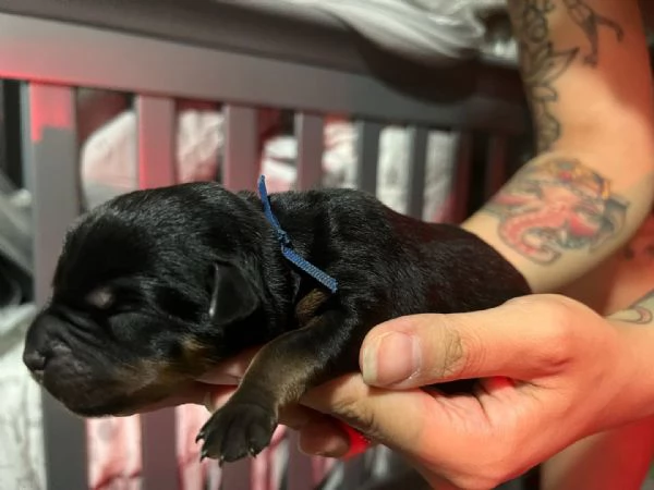 meravigliosi rottweiler per adozione | Foto 0