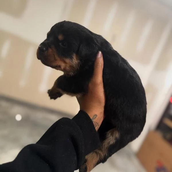meravigliosi rottweiler per adozione