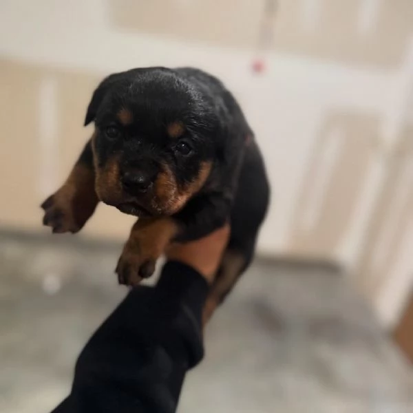 meravigliosi rottweiler per adozione | Foto 5