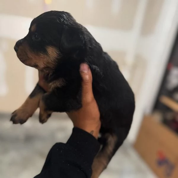 meravigliosi rottweiler per adozione | Foto 4