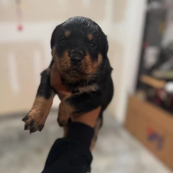meravigliosi rottweiler per adozione | Foto 3