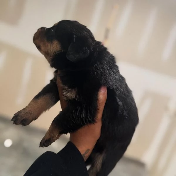 meravigliosi rottweiler per adozione | Foto 2
