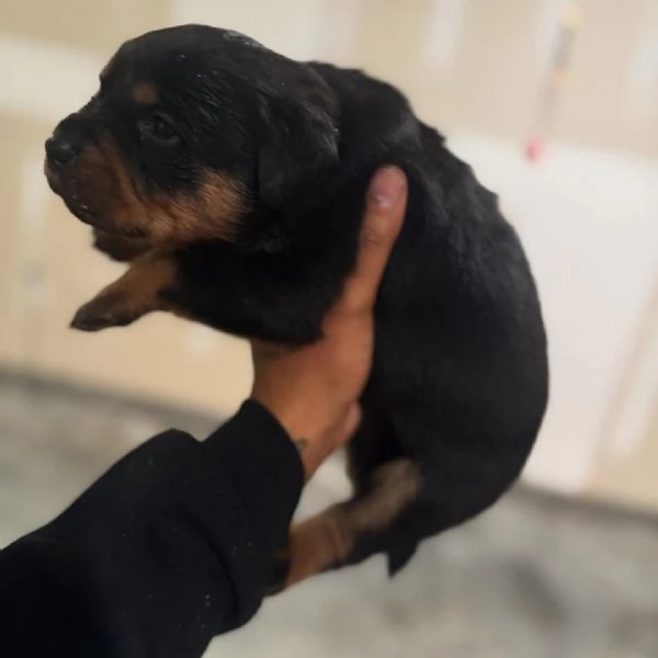 meravigliosi rottweiler per adozione | Foto 1