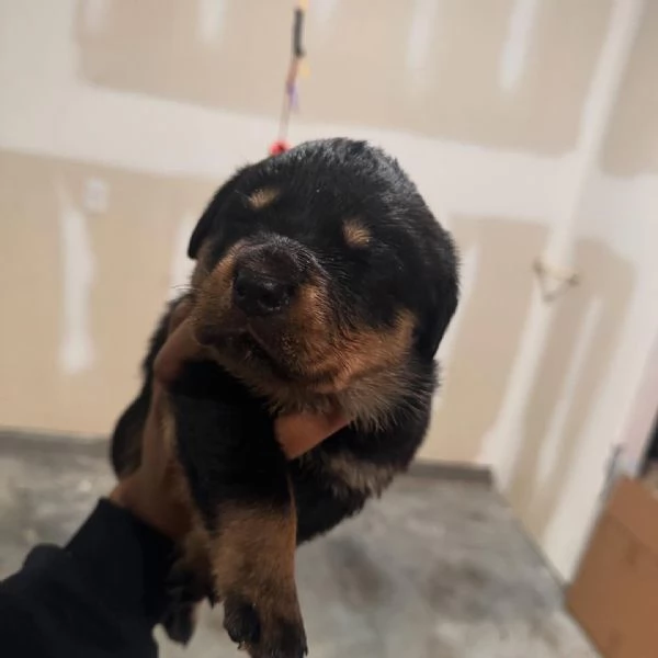 meravigliosi rottweiler per adozione | Foto 0