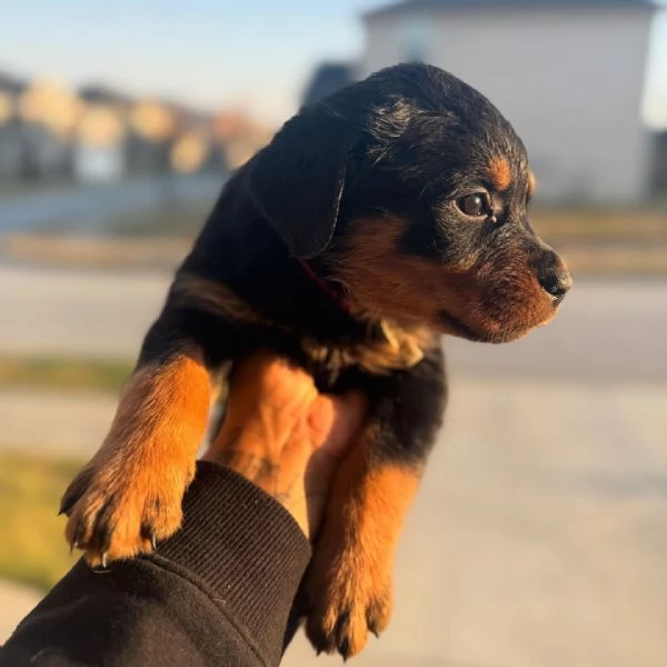 meravigliosi rottweiler per adozione | Foto 2