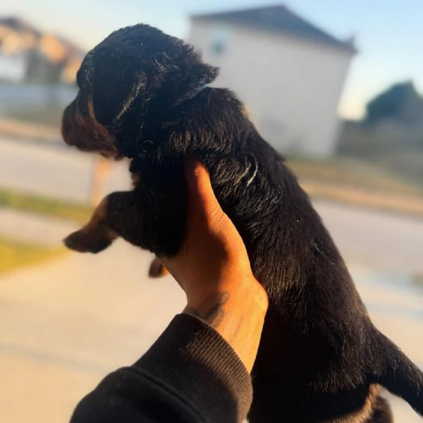 meravigliosi rottweiler per adozione