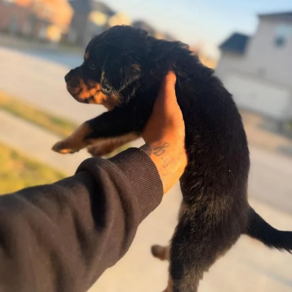 meravigliosi rottweiler per adozione | Foto 1